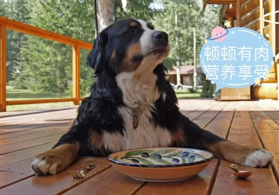 宠物食品行业现状
