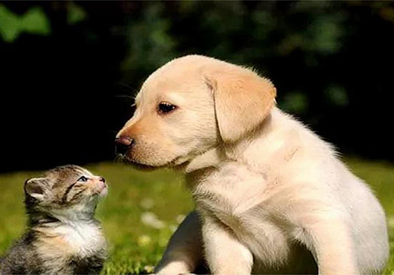 全球宠物食品行业市场现状及发展趋势分析