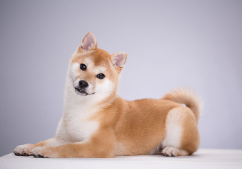 养宠物注意事项