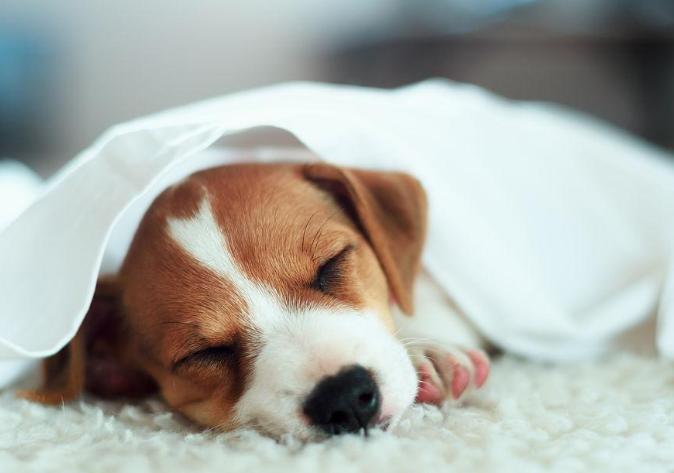 宠物食品行业发展动态和未来趋势